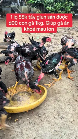Tẩy giun sán định kỳ giúp gà ăn khoẻ mau lớn. 1 lọ fenben 50k tẩy cho 600 con gà 1kg #gachoivietnam #quyenbavi #benhgachoi #bottomquyenbavi #gaviet #gachoiviet #?gachoivietnam🐓🐓🐓 