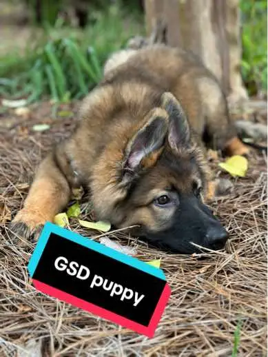 German Shepherd puppy pics! Should I post more doggo pics?! 🐾  #germanshepherdpuppy #germanshepherd #gsd #gsdoftiktok #gsdpuppy #puppy #puppytiktok #germanshepherdsoftiktok #cutedog    