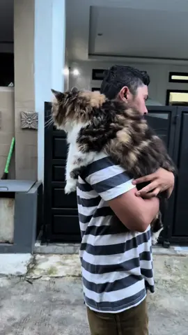 Gantengan aku atau papi #kucinglucu #cat #kucing #ganteng #papi #fypviral 