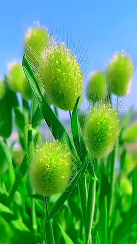 Bài Ca Kỷ Niệm  ...!!!                      #xh #nhachaymoingay #canhdepthiennhien #bolero #xuhuong #foryou #CapCut 
