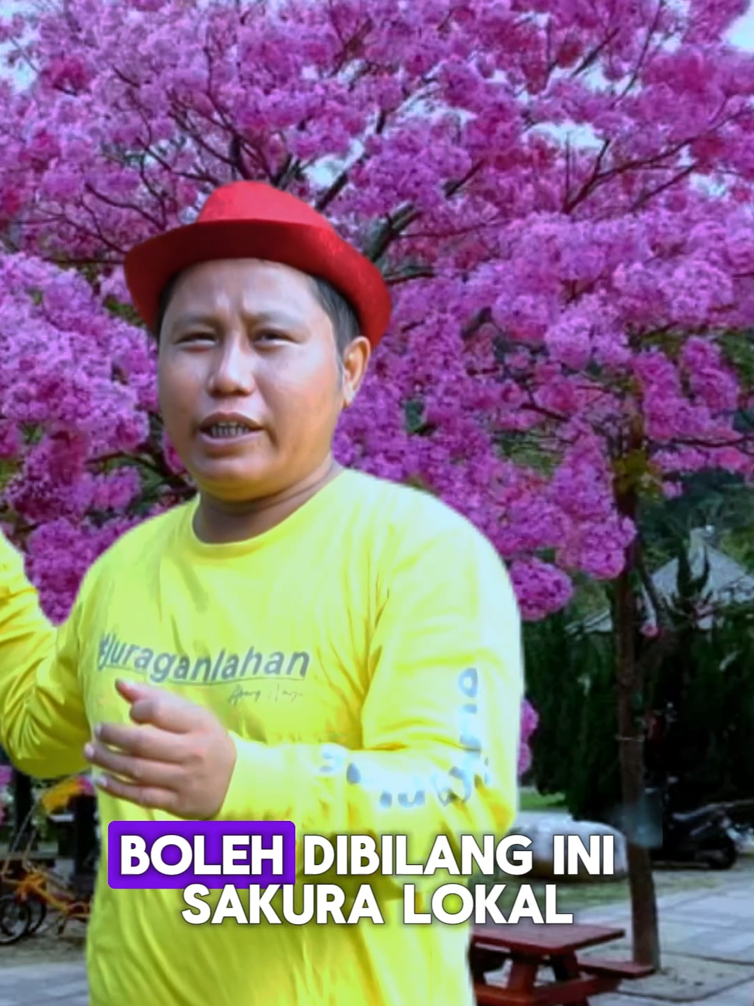 Pohon Tabebuya #fypシ゚ #petanimuda #narji #juraganlahan