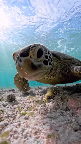 #ocean #underwater #diving #seaturtle #turtle #travel #oceanlife #宮古島 