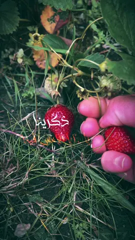 قالبي جديد وحلو🤍🍓 #ذكرينا_يابقايا_الأمس #قوالب_LINA🦋 #قوالبي🦋 #عملولي_حركة_الاكسبلور_ولايك_متبعه #قوالب_كاب_كات_جاهزه_للتصميم #يوميات_lina🦋 