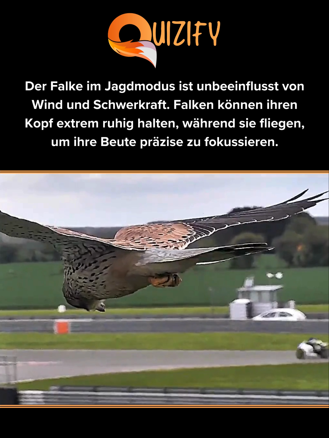 🦅 Evolutionäre Perfektion: Der stille Falkenblick #evolutionistsick #natur #Falken #Quizify