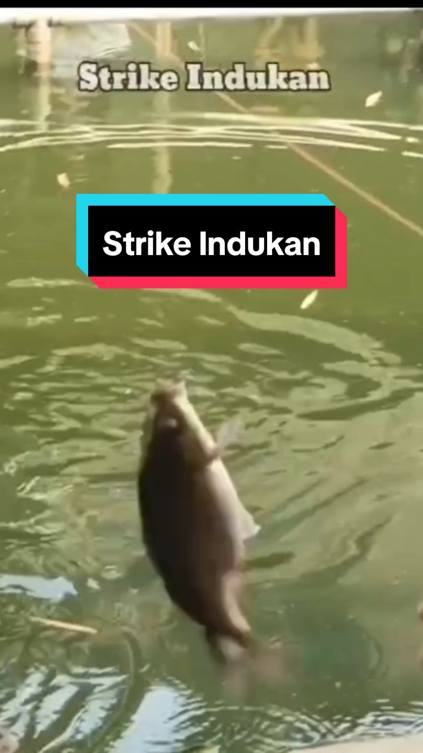 Strike Indukan #strike #indukan #lewatberandafyp #fypシ゚viral #4PUC021 
