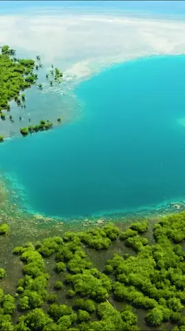 Los manglares son ecosistemas únicos que albergan una gran biodiversidad 🌳🌊 Más de 1.500 especies de flora y fauna dependen de estos habitas, por lo que protegerlos es vital 🌍 ⚠️ Sin embargo, están en peligro y 1/5 de ellos ya ha desaparecido. #DíaMundialdelosManglares #Manglares #DíadelosManglares #biodiversidad #EcosistemaDeManglar #DíaDeLaDefensaDelManglar
