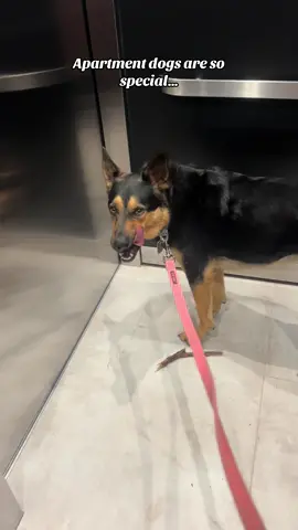 He learned his floor number? 😂 ##foryou##dogsoftiktok##funny
