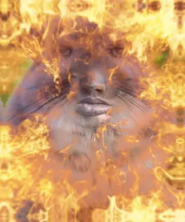 #slideshow #shitpost #edit #sound #tiktok #viral #blowup #fyp #fypage #chicken #gatostiktok #xyzbca 