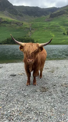 The beautiful buttermere 🏔️👌🏻#lakedistrict #adventure #lake #fells #views #view #walk #Hiking #hike #lakedistrict_uk #scenery #mountain #fyp #StressRelief #foryoupage #highlandcow #cow #buttermere 