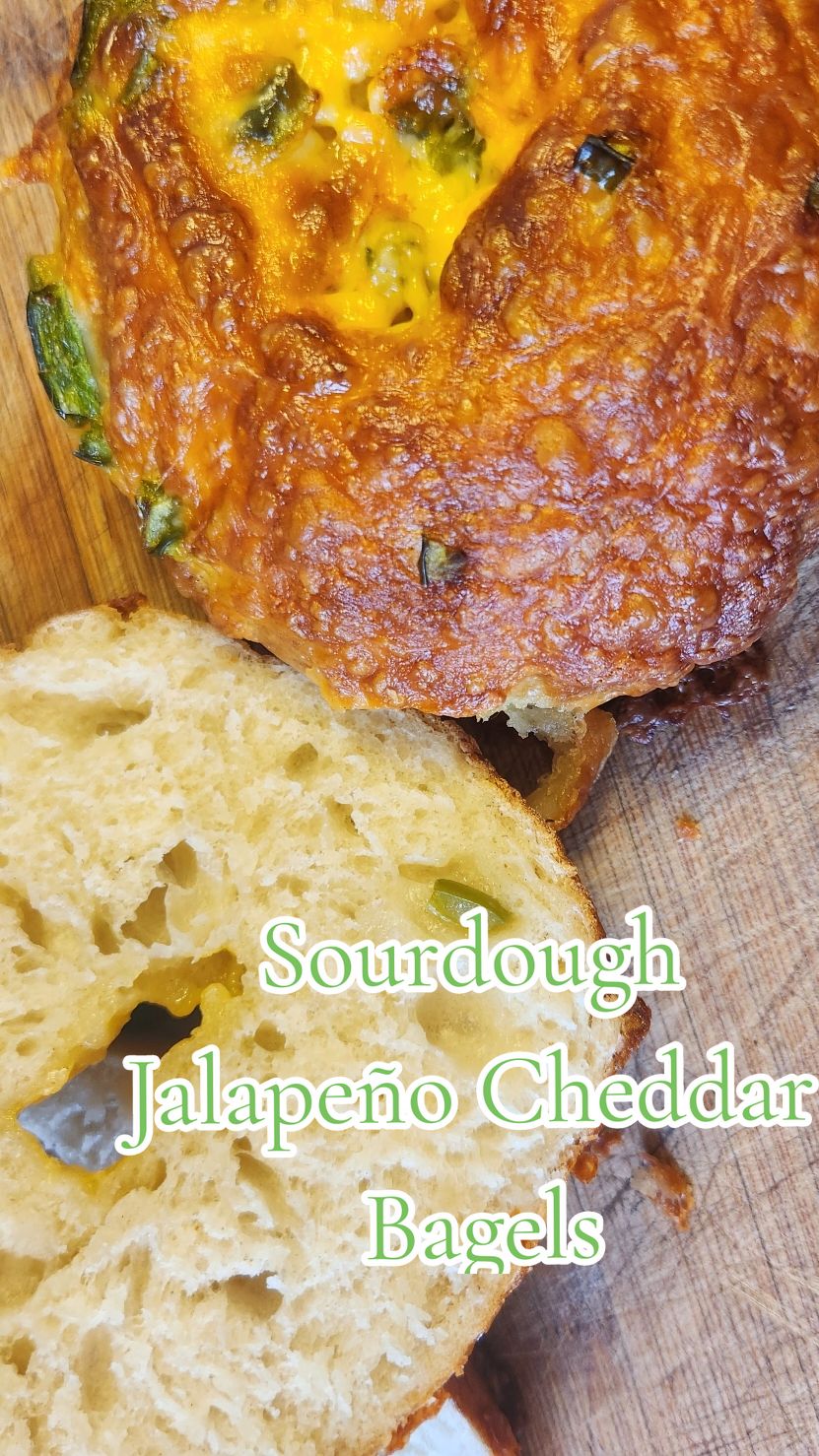 Sourdough Jalapeño Cheddar Bagels 🥯 😋 🥰 This one is a family favorite, make a double batch because they don't last long! (I am making a double batch, follow given measurements for single batch) #sourdough #sourdoughbagels #Jalapeño #cheddar #freshgatedcheese #homemade #bagels #amazing #recipes #tryit #breakfast #creatorsearchinsights 