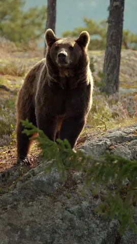 My favorite thing about summer? Fluffy ears 🐻 #brownbear #bear #bears #bearsoftiktok #bjørneparken #bjørneparkeniflå #norway #norge #animal #animals #animalvideos #animalphotography #nature #sofluffyimgonadie 