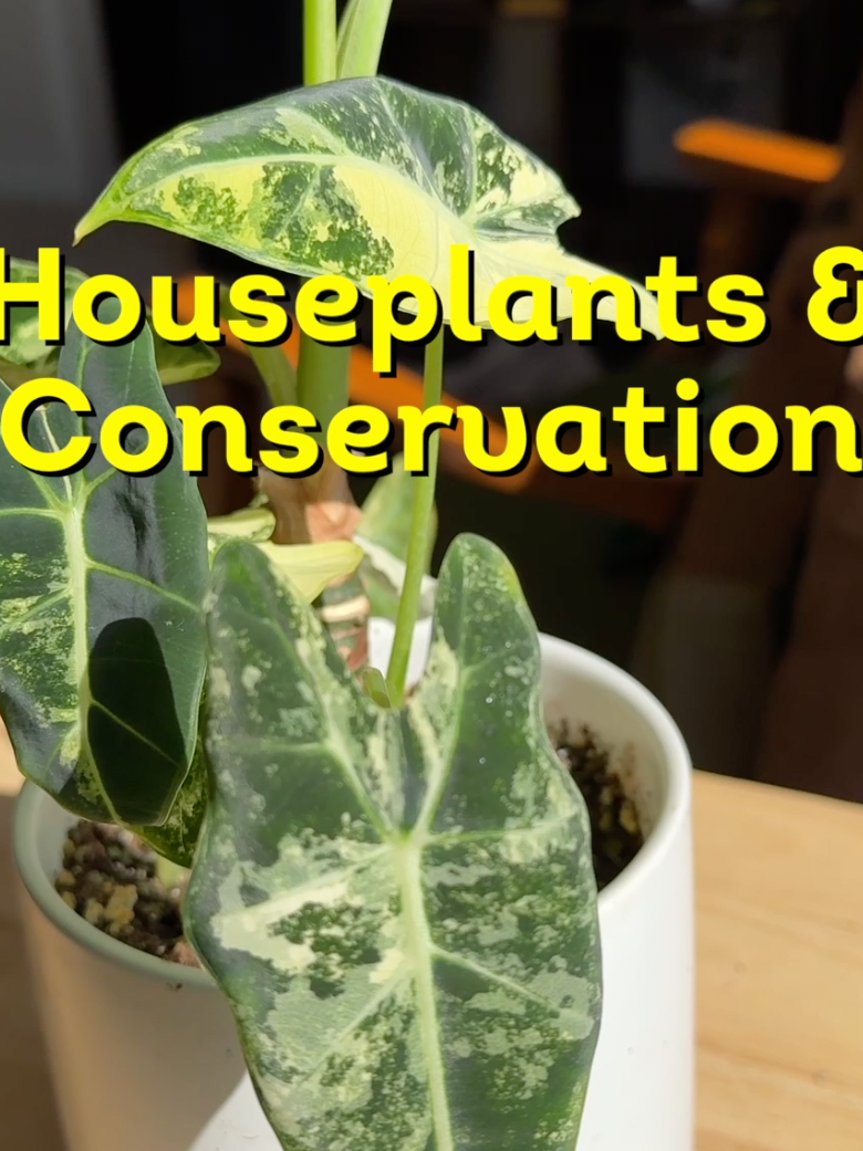 Collecting houseplants can be more than just a hobby— it can be a gateway to conservation 🌱 By bringing pieces nature into our homes, we start paying closer attention to the natural world around us and become inspired to protect it🌎 #houseplants #conservation