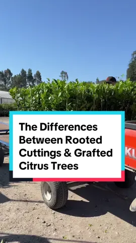 Here is a short explanation of the differences between rooted citrus cuttings and semi-dwarf grafted citrus trees.  For gardeners seeking a budget-friendly option with consistent citrus fruit characteristics, rooted cuttings, or bushes, are a great alternative. They are perfect for container gardening, mild climates and offer a straightforward approach to growing citrus. Our entry sized trees are 1-2 years old and 12-24” tall. Our top recommendations for new growers are the Improved Meyer Lemon Bush, Calamansi and the Bearss/Persian Lime Bush. For those looking for long-term productivity and resilience, grafted trees are an excellent choice. The initial investment pays off with consistent growth, high-quality fruit, and natural disease resistance. Due to their hardy rootstock, they are great for pots, in-ground planting, indoor citrus growers or indoor/outdoor growers in colder climates. Our primo citrus trees are currently 2+ years old and 24-36” tall. Our favorites include the Cara Cara Orange, Owari Satsuma Mandarin and Fukushu Kumquat trees.  Rooted Cuttings On Sale Now through 7/31! Buy 2, Get 1 Free (3 for $60) #citrustrees #fourwindsgrowers #lemontrees #limetrees #growingcitrus #fruittrees #growingtips 