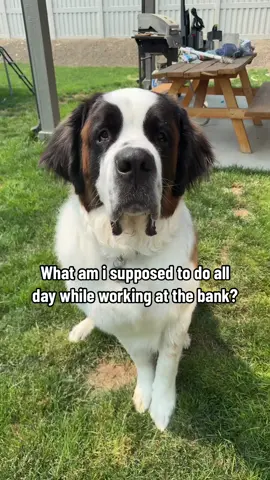 How saint bernard feels about long hours a bank teller works at the bank 😞 🏦 💰  #bankteller #saddog #saintbernard #hoursofwork #tellerproblems 