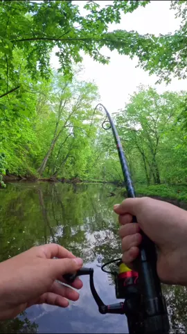 Huge Fish Catch #fishing #bigfish #tightlines #fish #Outdoors #fyp #viral #trending #foryou 