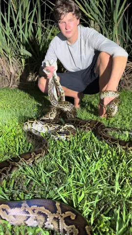 Catching as many pythons as I can! #everglades#snake#wildlife#nature#crazy#snake#python#foryou#foryou#fyp#tiktok#viral#animals#yoink#Florida#alligator#crocodile#night#conservation#professional 