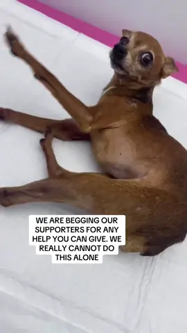 #AnimalRescue #animallovers #dog #dogs #doglovers #rescuedog #dogrescue #doglover #rescueismyfavoritebreed #secondchance #savealife 