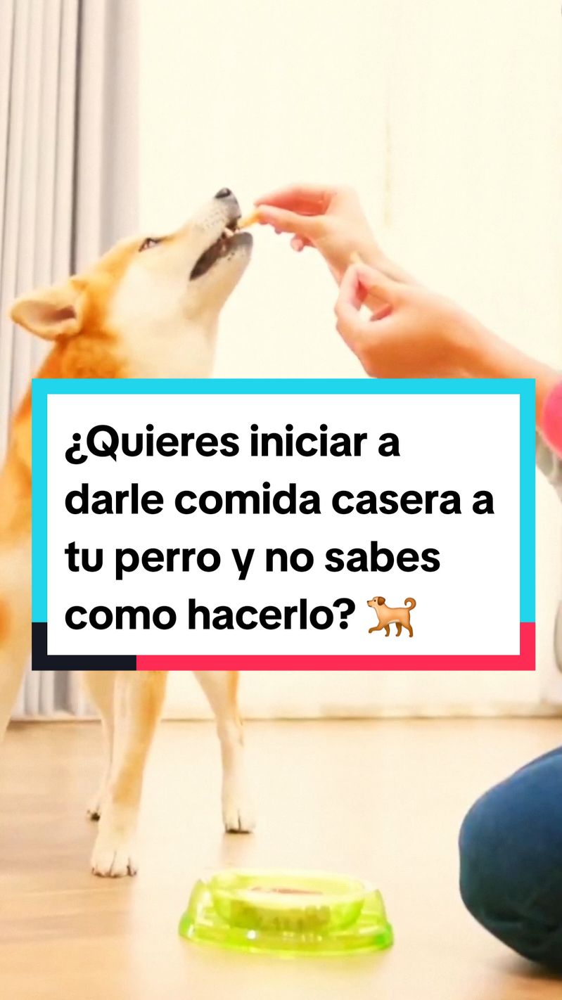 ¿Quieres iniciar a darle comida casera a tu perro y no sabes como hacerlo? 🍛🐕🐶 Te enseño como.📲 #perrosaludable #comidasaludable #petlover #amantedelosperros #amantedelosanimales #perros #alimentacionsaludableparamascotas #tipsparamascotas #perrosaludable 