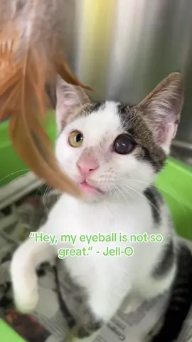 JELL-O’s HERO! 😸💉🩸👁️ #animalshelter #fyp #sheltercat #kitten #kittensoftiktok 
