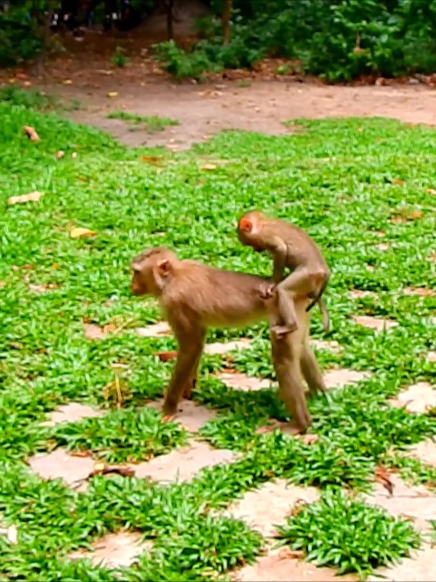 Wow spoil monkey so curious ask sister to do this #monkey #animals #pooranimals #beautifulmonkey #funnymonkey 