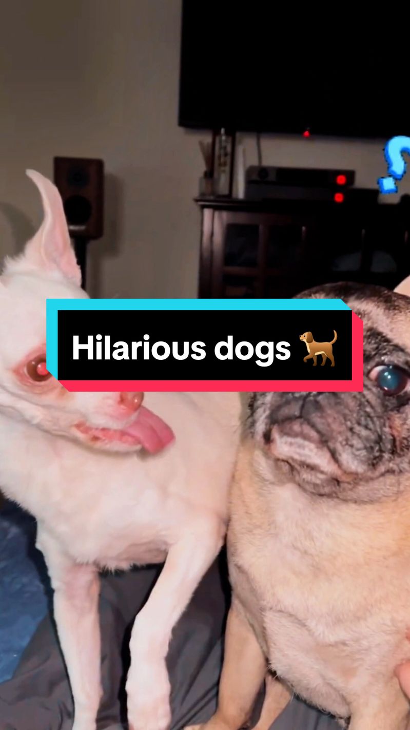 Watch these hilarious dogs causing mischief at home! From silly antics to adorable howls, these pups will make your day brighter! #funnyanimals #funnydogs #pets #dogsoftitok  Pet Viral Moments