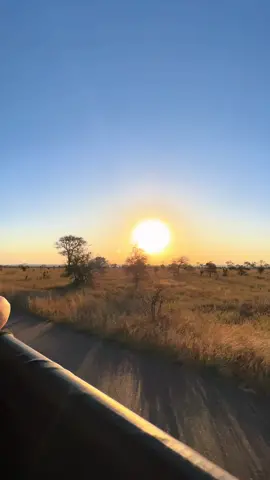 A sunset in the bush hits differently 🥺 so beautiful. 📍Kruger National Park - South Africa #thebush #sunset #sunsetlover #safari #krugernationalpark #kruger #beauty #nature #travel #traveltiktok #tiktoktravel #southafricatiktok #viral #viralvideos #viraltiktok #travelwithme #contentcreator #travelcontent #fy #fypage #fypシ゚viral #for #foryou #foryoupage #foryoupage❤️❤️ 