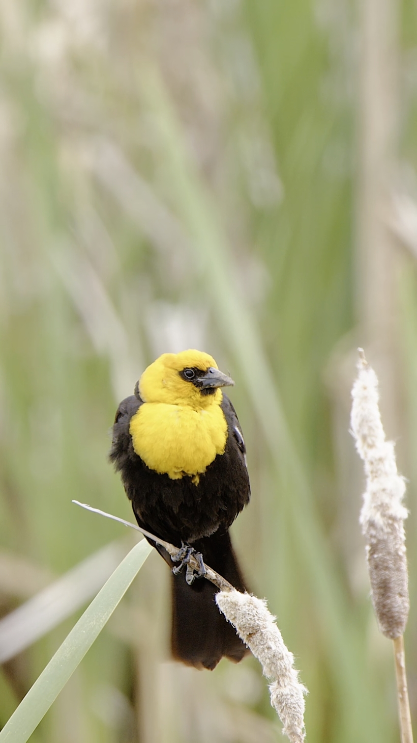 The combination of black and yellow is also very eye-catching in the forest.Yellow-headed Blackbird (Xanthocephalus xanthocephalus).#yellowheadedblackbird #birds 