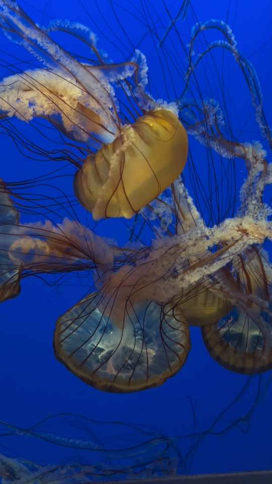 ༊࿐ ͎. ｡˚ ° ⊹ ˚. Intertwined sewn together…⋅˚₊‧ ଳ ‧₊˚  #monteraybayaquarium #jellyfish #aquarium #videodiary #adriannalenker #foryoupage #cutejellies #reincarnation 