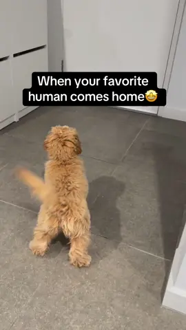 The tail wag🥹 #Pubity (@Minnietoycavapoo)