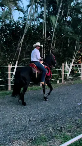 Regio♥️ #caballos #cabalgata #caballosbailadores #rancho 