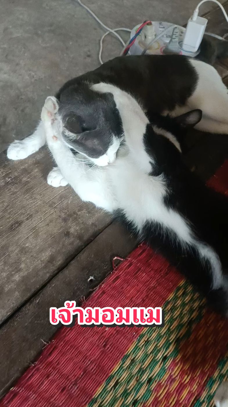 #cat #เทรนมาแรงวันนี้ #ไอ้ต้าวความรัก #คนรักแมว #คนรักสัตว์ #catsoftiktok #วงเดือน 