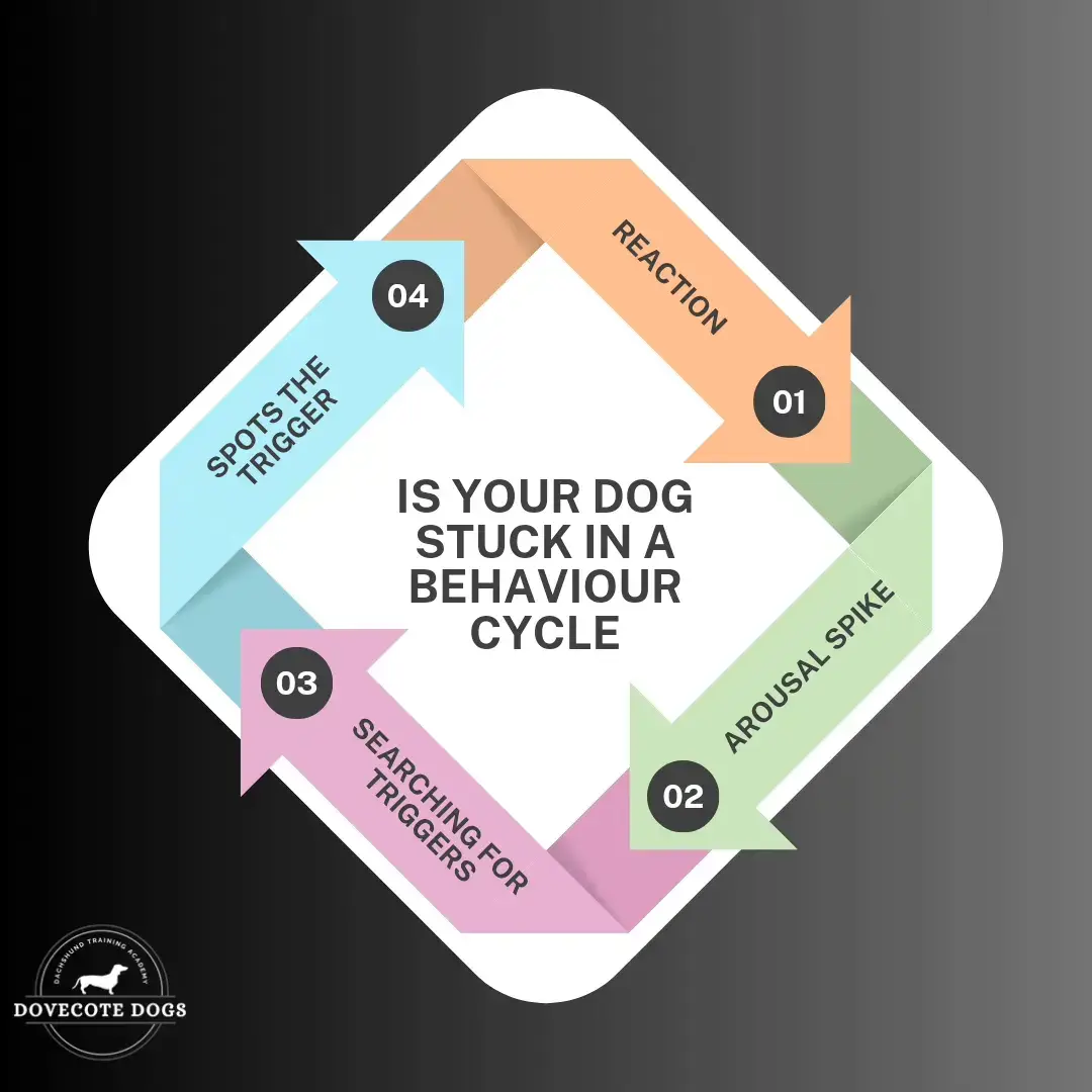 Breaking your dogs behaviour cycle before starting the training is key! We need to make sure they are not searching for triggers whilst we implement the training 😀 #dogtrainer #DogTraining #doxie #daxie #fyp #dachshund #sausagedog #dachshundsoftiktok 