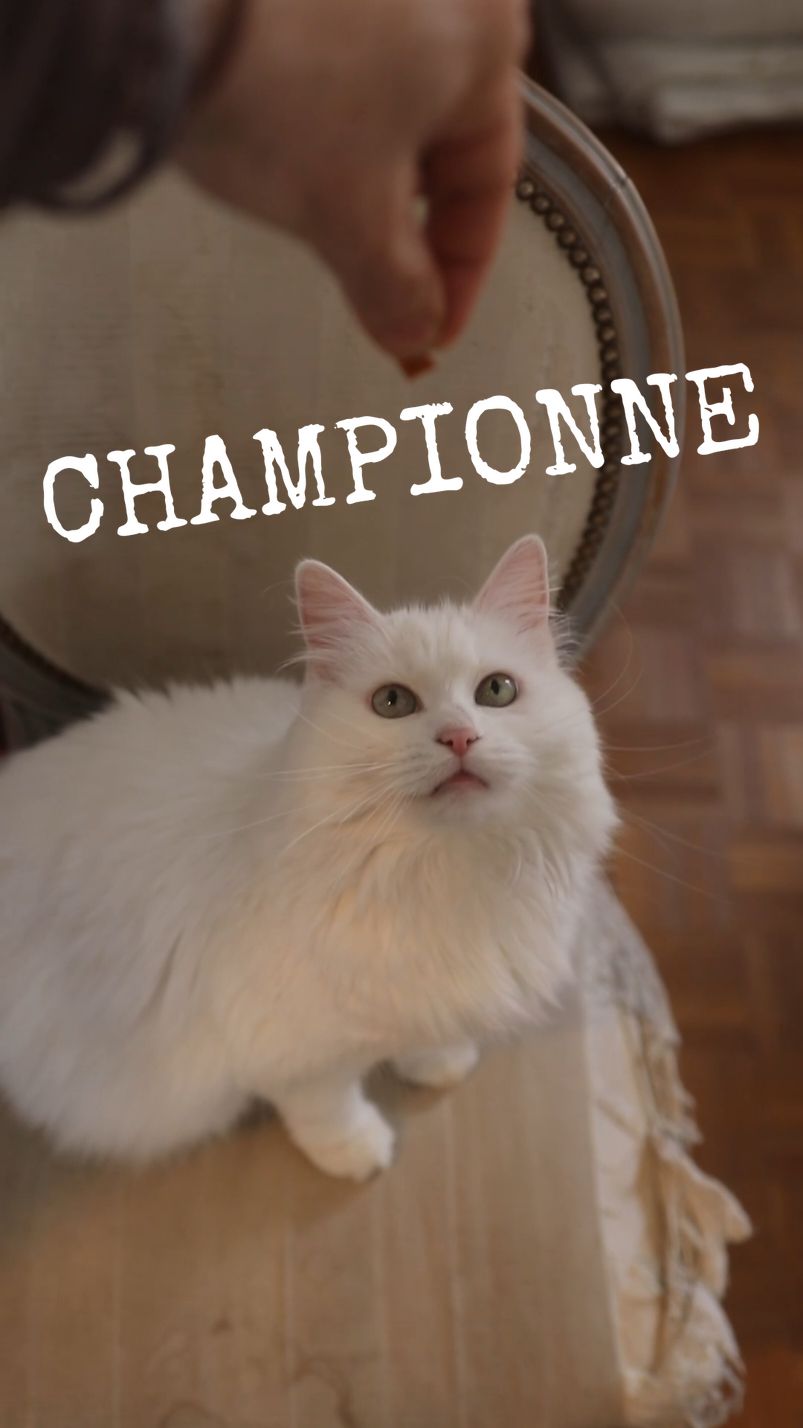 Cette semaine, Plume s'entraîne pour devenir une championne ! Merci à @hillspetfr grâce à qui j'ai pu faire cette vidéo ! Au vu de ses résultats exceptionnels, grâce à son nouveau régime Hill's, le conseil des autorités compétentes a décidé de confier à Plume une grande responsabilité ! Rendez-vous très vite pour la suite de ses aventures. J'en profite pour vous dire que je serai à la Woofest le week-end du 14-15 septembre 2024 au château de Bertichères ! Venez me voir !! Toutes les infos ici : https://woof.run/ Et encore merci à Hill's pour leur confiance. #publicité @woofest 