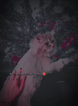 Lyrics 💗😍 Views Problem Reposted plzz Tiktok team please Unfreeze my account @TikTok  #fyb #viralvideo #trending #song #status #viral #couple #couplegoals #pleaseviral #aesthetic #foryoupage #foryou 