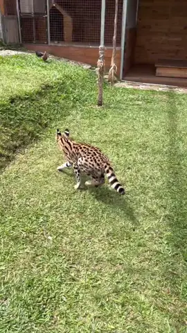 How Fast They Are With Their Food Chain‼️ They Need To Hunt‼️ #serval #kucingsultan #FastFood #FoodChain #Hunters #SpeedyEats #QuickBite #HungryHunters #RapidFeast #SwiftMeal #SnackAttack #SpeedySnacks #viral #viralvideo #viraltiktok #video #fyp #foryou #foryoupage #fy #tiktok #trending #trend