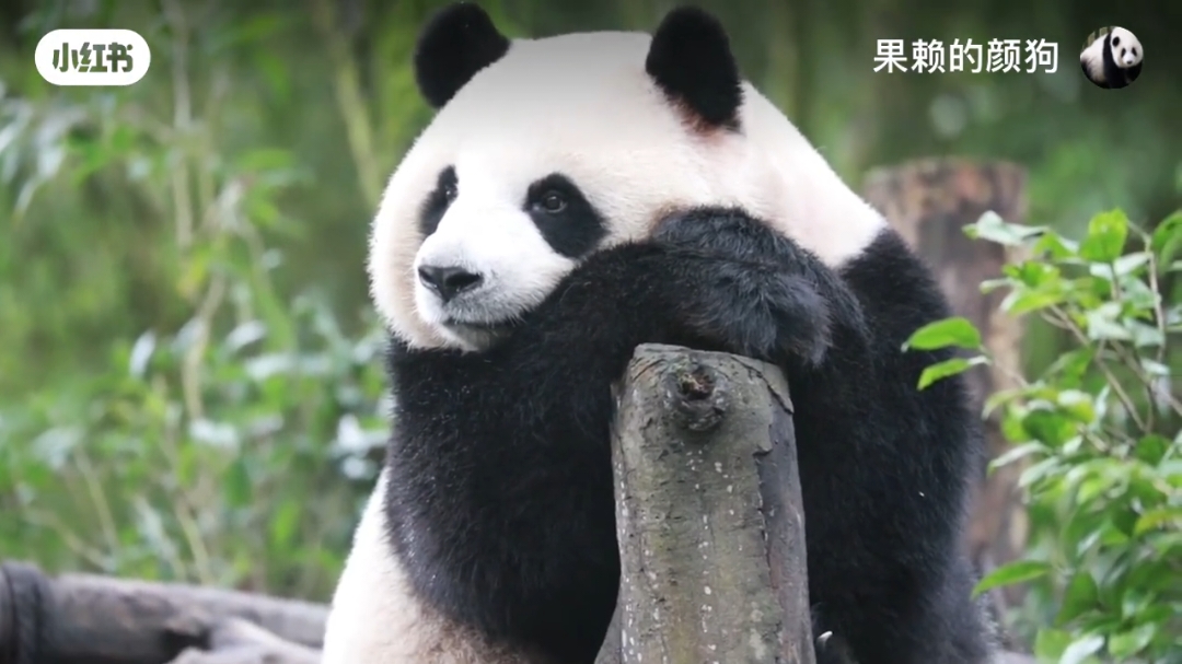 Thân em vừa trắng lại vừa tròn Bảy bí ba măng là yêu ngay~ #mailan #meilan #梅兰 #rourou #肉肉 #gấutrúc #panda #大熊猫 