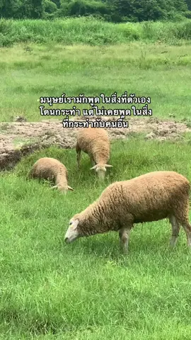 #เธรด #fypシ #ยืมลงสตอรี่ได้🖤🥀 #เธรดความรู้สึก #ขึ้นฟีดเถอะ #เธรดเศร้าシ #เธรดเตือนใจ #มนุษย์ก็คือมนุษย์ 