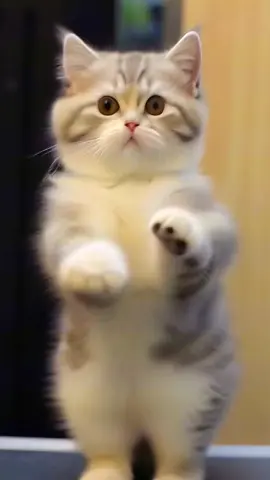 Cat dance cute #cute #cat #meow #dance #petdance 