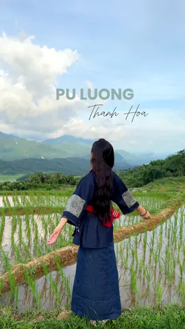 Lúa Pù Luông mùa này mướt lắm! Mà đến Pù Luông mùa này còn có cơ hội ngắm mây bay cả ngày cơ, mê mẩn luôn. #xuhuong #puluong #puluongthanhhoa #reviewpuluong #homestaypuluong 