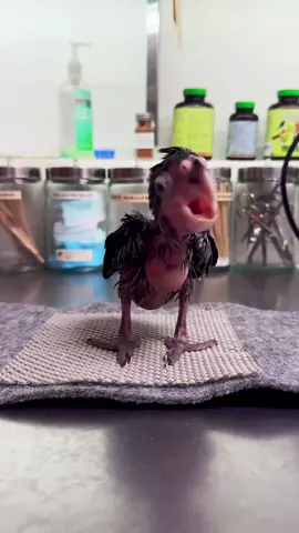 Sounds like someone is ready for snack time! 🥰🐣 #animals #birds #cute #cuteanimals #fyp