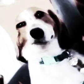 I just lost my dawg 🗣🔥 #relatable #dog #edit #meme #dawg #fyp #fypage #fypageシ #viral #viraltiktok 