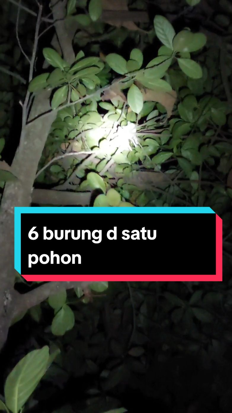 Nyuloh burung di malam hari 6 ekor burung tidur di satu pohon nangka #nyulohburung #kolibrikelapa #perkutut #burungtidur 