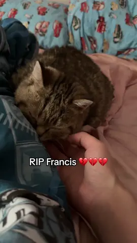 such a big heavy loss. i am so heartbroken. #jiggysmalls #dwarfcat #babycat #smallcat 