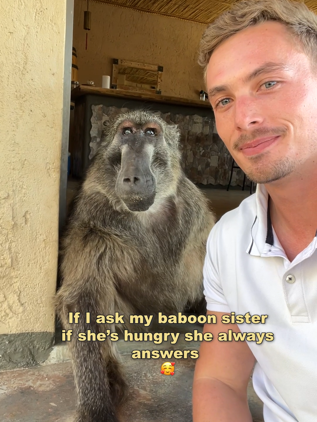 Feeding pancakes to Cindy the baboon 🐒😋 #animals #animallover #wildlife #cuteanimals #animalsoftiktok