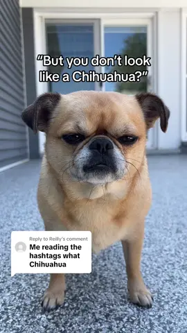 Replying to @Reilly hes HALF chihuahua HALF pug 💛 #littledog #peanutthechug #chihuahua #pug #chugdog #dogsoftiktok #grumpydog 