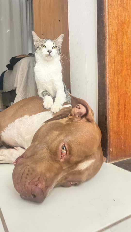 #gatos #pitbulls 