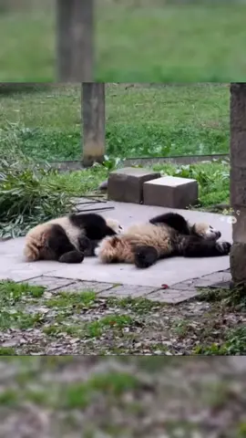 So cute! Their synchronized moves are adorable #panda #cute #adorable #funny #olympics 