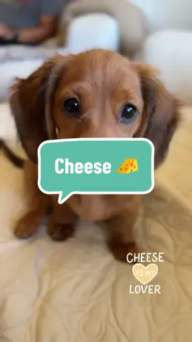 I love cheeses! ❤️🧀 🐾 #cheeselover #dachshundpuppy #maplesworld #minidachshund #wienerdog #minidachshundpuppy #sausagedog #dachshund #puppy #dog #doglife #reddachshund #dachshundlife #minidachshundsoftiktok #cutedog #spoileddog #fypシ゚viral 
