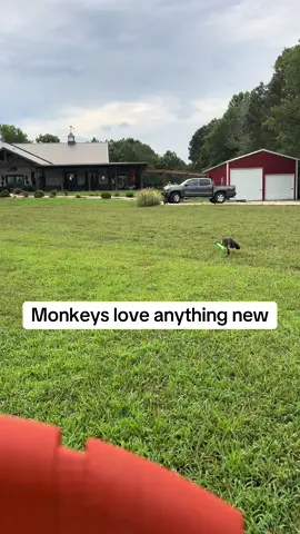 Simply moving something around a little excites the monkeys and makes for a fun day outside. We moved this tunnel from the porch to here just for some fun. 🩵