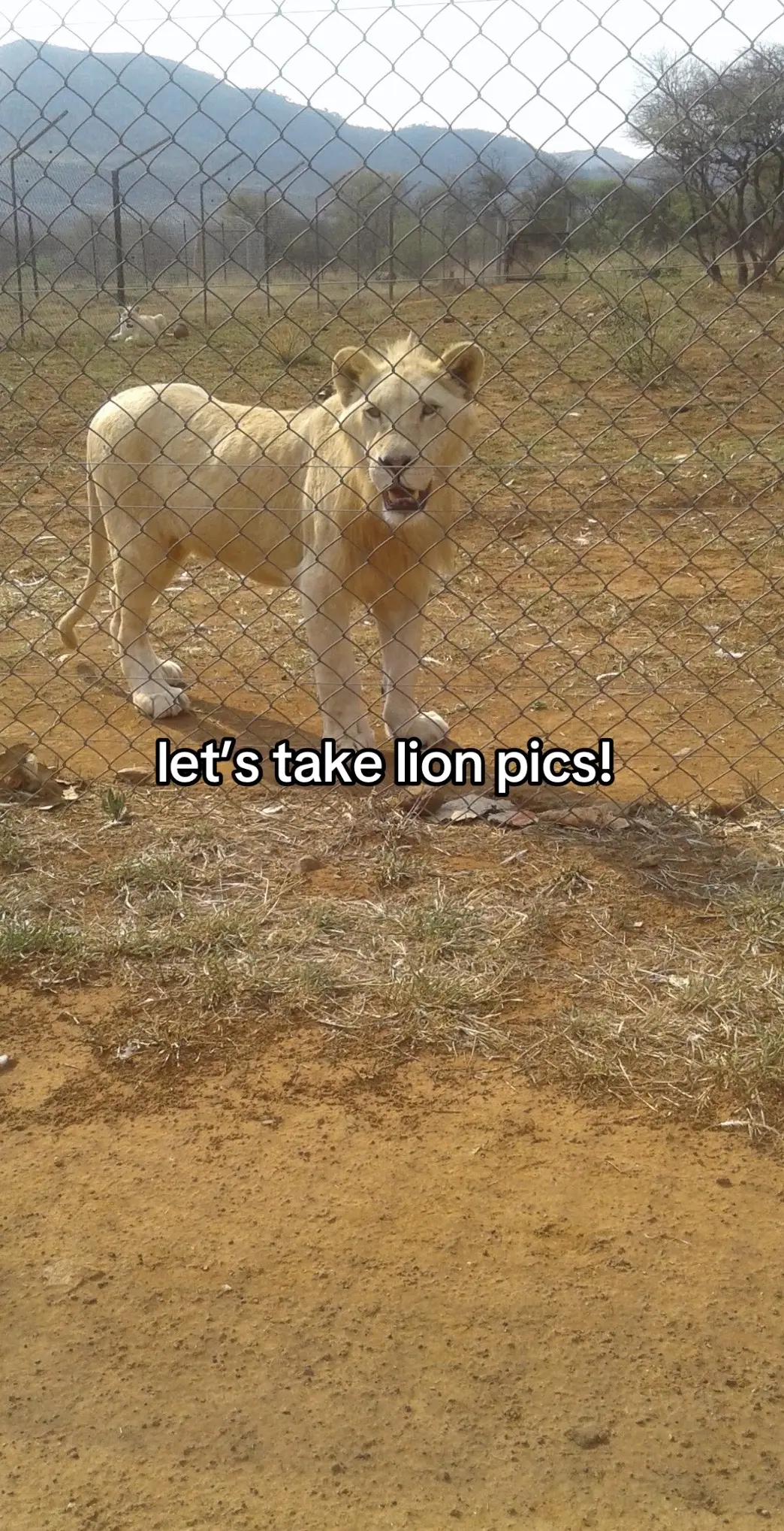 #pet #fyp #foryoupage #lion #pics #skypics